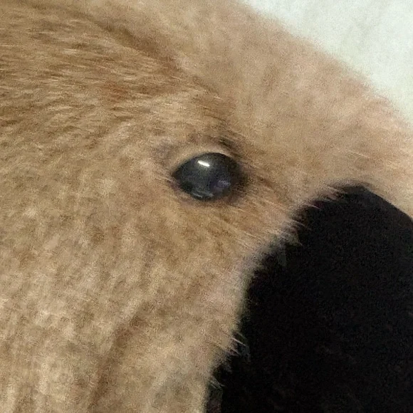 Folkmanis Full Body Hand Puppet 15" KOALA BEAR Plush And EUCALYPTUS W/Tags Read - Picture 7 of 16